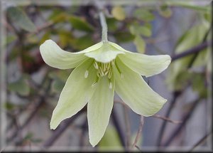 Clematis photograph