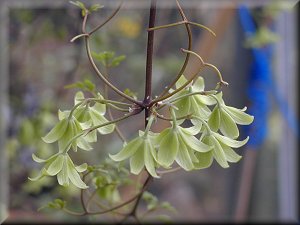 Clematis photograph