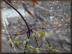 Clematis photograph