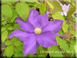 Clematis photograph