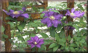 Clematis photograph