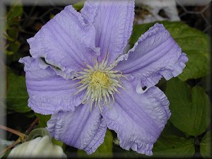 Clematis photograph