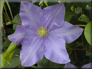 Clematis photograph