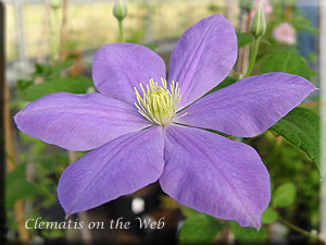 Clematis photograph