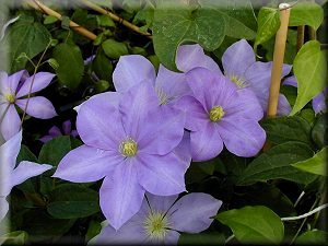 Clematis photograph