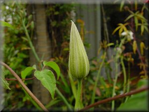 Clematis photograph