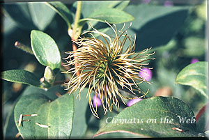 Clematis photograph