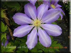 Clematis photograph