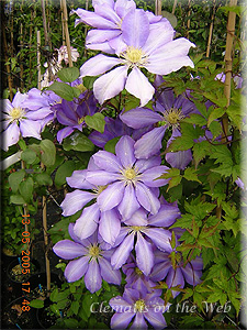 Clematis photograph