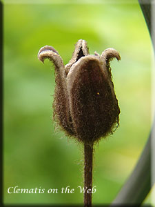 Clematis photograph