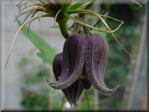 Clematis photograph