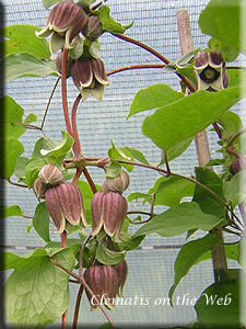 Clematis photograph