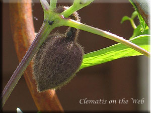 Clematis photograph