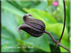 Clematis photograph