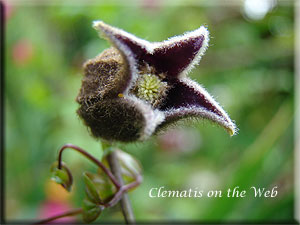 Clematis photograph