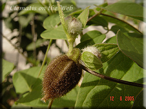 Clematis photograph