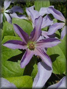 Clematis photograph