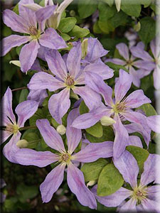 Clematis photograph