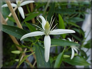 Clematis photograph