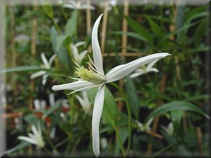 Clematis photograph