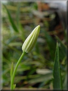 Clematis photograph