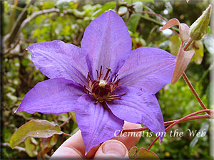 Clematis photograph