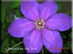 Clematis photograph