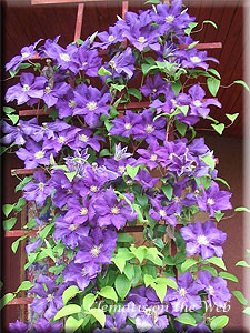 Clematis photograph