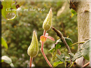 Clematis photograph