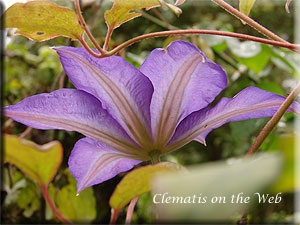 Clematis photograph