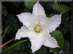 Clematis photograph