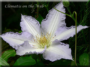 Clematis photograph