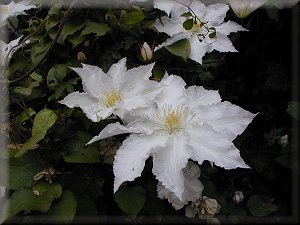 Clematis photograph