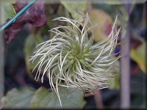 Clematis photograph