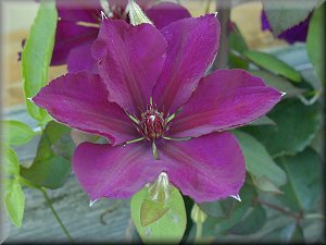 Clematis photograph