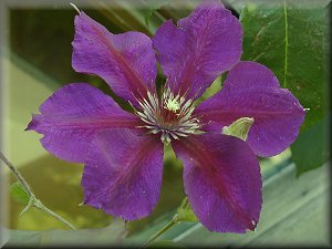 Clematis photograph