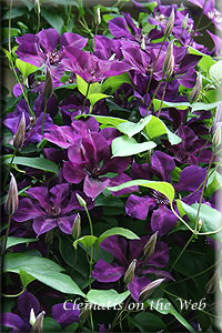 Clematis photograph