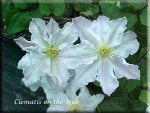 Clematis photograph