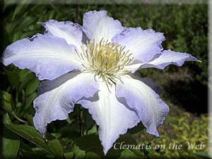 Clematis photograph