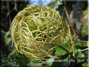 Clematis photograph