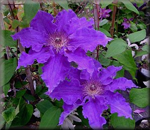 Clematis photograph