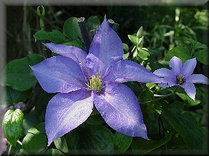 Clematis photograph