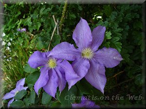 Clematis photograph