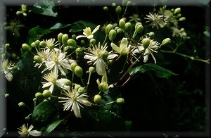 Clematis photograph