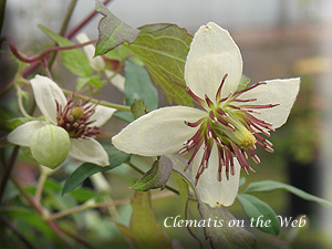 Clematis photograph