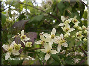 Clematis photograph