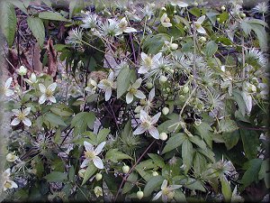 Clematis photograph