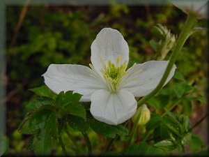 Clematis photograph