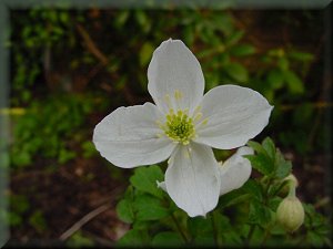 Clematis photograph