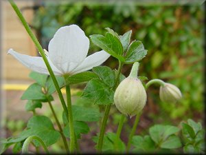 Clematis photograph